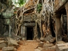 ang-angkor-swallowed-by-time.jpg