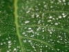 aru-raindrops.jpg