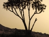 asw-tree-silhouette-at-sunset.jpg