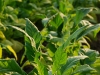 kon-local-tobacco-crop.jpg