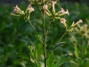 kon-tobacco-flower.jpg