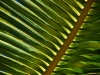 baz-palm-frond.jpg