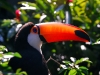 Thoughtful Toucan