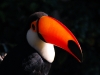 Toucan