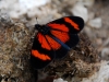 cha-butterfly-retro-orange.jpg