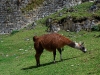 cha-green-grass-llama.jpg