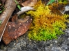 cha-luxuriant-moss.jpg