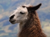 cha-stately-llama.jpg