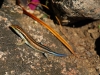 chi-blue-tailed-lizard.jpg