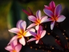 chi-frangipani.jpg