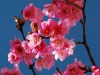 dal-cherry-blossom.jpg