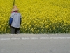 dal-yellow-field.jpg