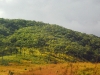 fim-verdant-hills.jpg