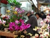 hon-orchids-for-sale.jpg