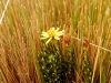 ill-daisy-in-the-grass.jpg