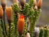 ill-orange-flora.jpg