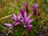 ill-purple-flowers.jpg