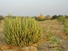 jai-desert-cactus.jpg