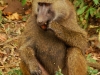 man-baboon.jpg