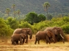 man-elephantine-family.jpg