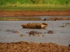 man-hiding-hippos.jpg