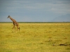 man-lone-giraffe.jpg