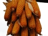 lij-bouquet-of-corn.jpg