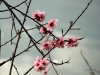 lij-cherry-blossoms.jpg