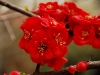 lij-red-blossoms.jpg