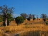 lik-fields-of-baobabs.jpg