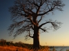 lik-sunset-baobab.jpg
