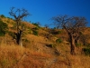 lik-valley-of-the-baobabs.jpg