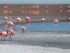Flamingogogos