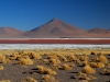Golden grass (Laguna colorada)