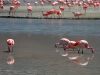 Lunch time, flamingos survive on algaes