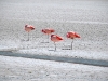 Cuatro flamingos