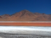 Wild red (Laguna colorada)