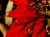 liv-pointsettia.jpg