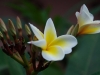 lua-frangipani.jpg