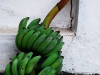 lua-green-bananas.jpg