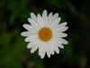 lus-perfect-daisy.jpg