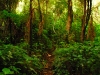 lus-rainforest-trail-2.jpg