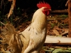 lus-rooster.jpg