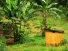 lus-under-the-banana-trees.jpg