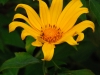lus-yellow-bloom.jpg