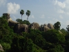 mam-mamallapuram-lushness.jpg