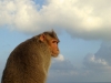 mam-monkey-with-a-view.jpg