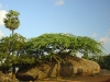 mam-rock-canopy.jpg