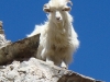 pashmina-goat.jpg