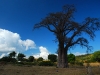 met-old-baobab.jpg